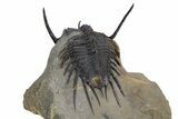 Spiny Psychopyge Trilobite - Issoumour, Morocco #300592-5